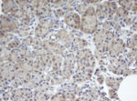 BCL10 Antibody in Immunohistochemistry (Paraffin) (IHC (P))