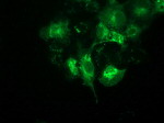 BECN1 Antibody in Immunocytochemistry (ICC/IF)