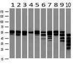 BECN1 Antibody in Western Blot (WB)