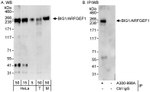 BIG1/ARFGEF1 Antibody in Western Blot (WB)