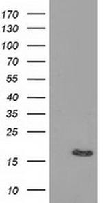 BIRC5/Survivin Antibody in Western Blot (WB)