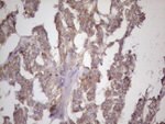 BMF Antibody in Immunohistochemistry (Paraffin) (IHC (P))