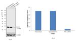 Bcl-2 Antibody