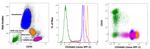 CD44std Antibody