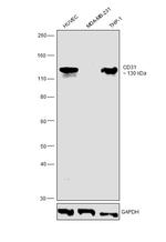 CD31 (PECAM-1) Antibody