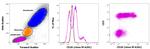 CD26 Antibody