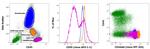 CD44std Antibody