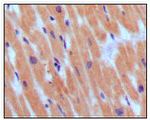 BNP Antibody in Immunohistochemistry (Paraffin) (IHC (P))