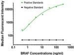 BRAF Antibody in Luminex (LUM)