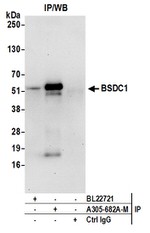 BSDC1 Antibody in Western Blot (WB)