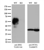 BSG Antibody in Western Blot (WB)