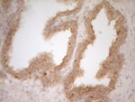 BTG1 Antibody in Immunohistochemistry (Paraffin) (IHC (P))