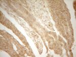 BTG1 Antibody in Immunohistochemistry (Paraffin) (IHC (P))