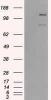 BUB1B Antibody in Western Blot (WB)