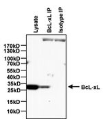 Bcl-xL Antibody in Immunoprecipitation (IP)