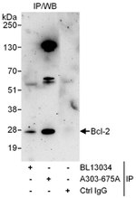 Bcl-2 Antibody in Immunoprecipitation (IP)