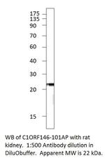 C1orf146 Antibody in Western Blot (WB)