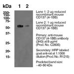 4-1BB Antibody in Western Blot (WB)