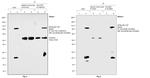 TAP Tag Antibody in Immunoprecipitation (IP)