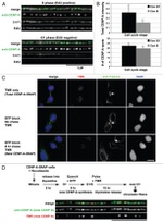 SNAP Tag Antibody in Immunocytochemistry (ICC/IF)