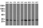 CAPZA1 Antibody in Western Blot (WB)