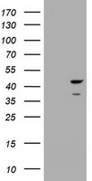 CBX8 Antibody in Western Blot (WB)