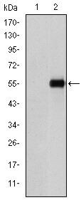 CD105 Antibody in Western Blot (WB)