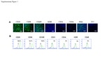 CD105 Antibody in Immunocytochemistry, Flow Cytometry (ICC/IF, Flow)