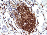 CD33 Antibody in Immunohistochemistry (Paraffin) (IHC (P))