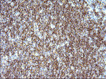 CD33 Antibody in Immunohistochemistry (Paraffin) (IHC (P))