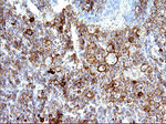 CD33 Antibody in Immunohistochemistry (Paraffin) (IHC (P))