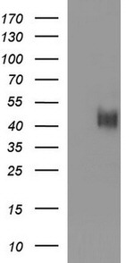 CD33 Antibody in Western Blot (WB)