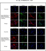 CD44 Antibody in Immunocytochemistry (ICC/IF)