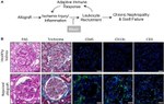 CD45 Antibody in Immunohistochemistry (IHC)