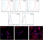 CD90.1 (Thy-1.1) Antibody in Flow Cytometry (Flow)