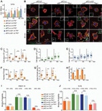 CD61 (Integrin beta 3) Antibody in Immunocytochemistry (ICC/IF)