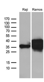 CD79B Antibody in Western Blot (WB)