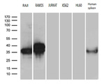 CD79B Antibody in Western Blot (WB)