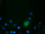 CD80 Antibody in Immunocytochemistry (ICC/IF)