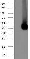 CD80 Antibody in Western Blot (WB)