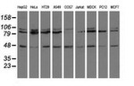 CD80 Antibody in Western Blot (WB)