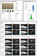 CD90.1 (Thy-1.1) Antibody in Flow Cytometry (Flow)