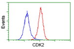 CDK2 Antibody in Flow Cytometry (Flow)