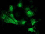 CDK2 Antibody in Immunocytochemistry (ICC/IF)