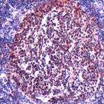 CDK2 Antibody in Immunohistochemistry (IHC)