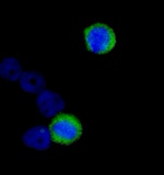 CENP-F/Mitosin Antibody in Immunocytochemistry (ICC/IF)