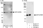 CERT/GPBP Antibody in Western Blot (WB)