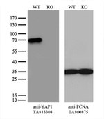 YAP1 Antibody in Western Blot (WB)