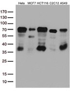 YAP1 Antibody in Western Blot (WB)