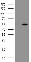 CHN1 Antibody in Western Blot (WB)